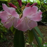 石楠花2