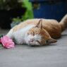 ぼくは花より愛がほしい