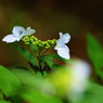 春の息吹　紫陽花