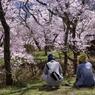 高遠の桜 －２０