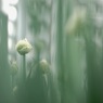 至高のネギ坊主