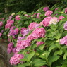 紫陽花10