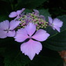 紫陽花11