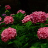 紫陽花12