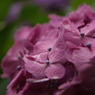 紫陽花14