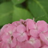 紫陽花13