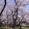 高遠の桜 －２６