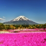 富士には芝桜が良く似合う・・・(*´з`)