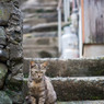 階段の見張り番