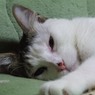 寝ぼけ顔のアミ