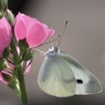 甘い蜜