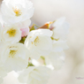 白桜。