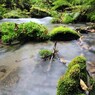 The spring where small gods gather