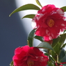花散歩‐椿