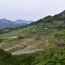 田園風景 - 丸山千枚田