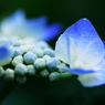 紫陽花Ⅱ