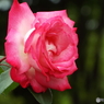 薔薇2
