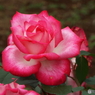 薔薇3