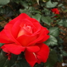 薔薇8