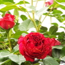 薔薇17