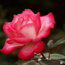 薔薇18