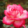 薔薇20