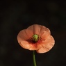 路傍の花２