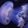 加茂水族館-ルテウムジェリー