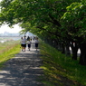 写真句：葉桜のころ