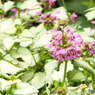 DSCF0317
