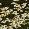 DSCF0341