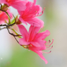 写真詩：melting away