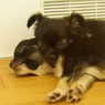 sleeping chihuahuas