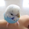 cute budgie