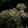 DSCF0796
