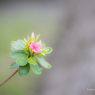 Azalea