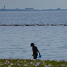 浜昼顔と初夏の海