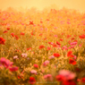 secret garden