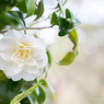 White Camellia