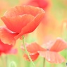 poppyの舞