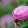 Rose Gartenより　愛を込めて・・・１５