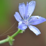 チコリの花