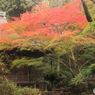 紅葉始まる　室生寺08
