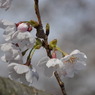 桜一輪