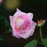 向暑　薔薇