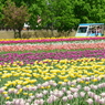 上湧別チューリップ公園1