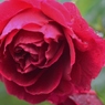 Rose Gartenより　愛を込めて・・・27