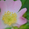 Rose Gartenより　愛を込めて・・・31