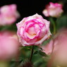 向暑　薔薇