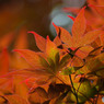 春紅葉 (5)